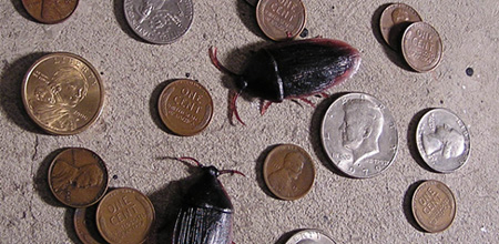 Coins - Roaches