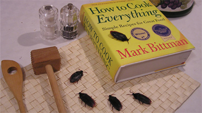 Everything Cook Book